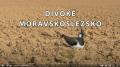 Divoké Moravskoslezsko - film
